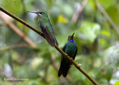 Green-crowned Brilliant and??