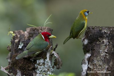 Red headed barbet male and female