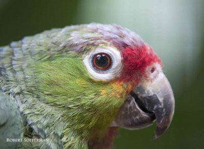 Red-lored parrot