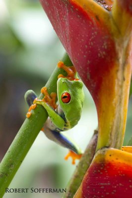 Tree frog climbing