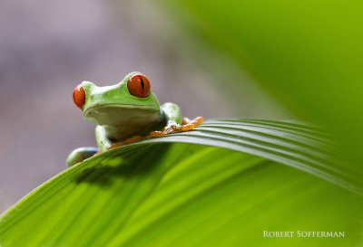 Tree frog closeup