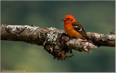 Flame-coloured Tanager 