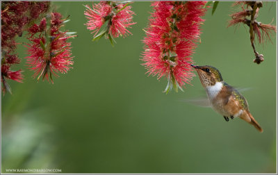 Scintillant Hummingbird in Flight 