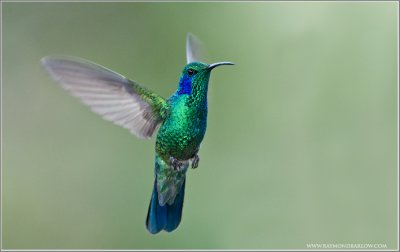 Green Violetear in Flight