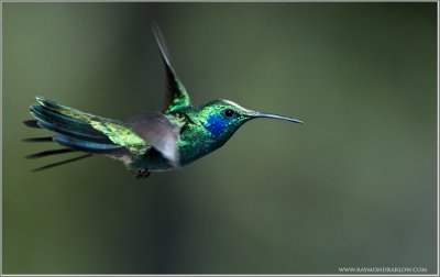 Green Violetear 