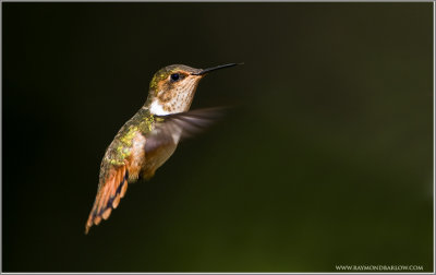 Scintillant Hummingbird (female) in Flight