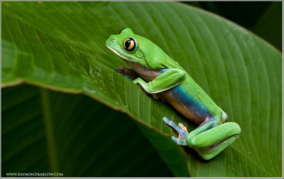 Yellow Eyed Tree Frog