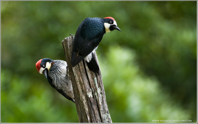 Acorn Woodpeckers 