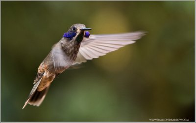 Brown Violetear Hummingbird in Flight