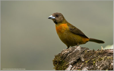 Cherrie's Tanager 