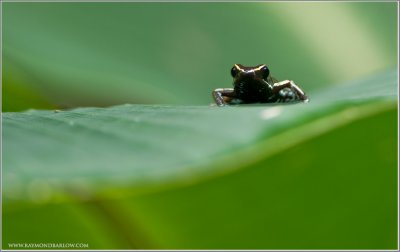 Three-striped Poison Dart Frog  