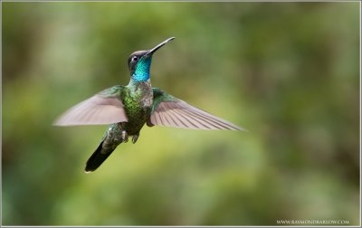  Magnificent Hummingbird male in Flight 