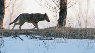 Coyote (re-edit)
