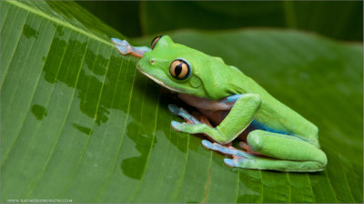 Yellow-eyed Tree Frog 