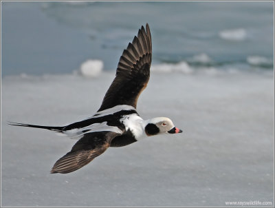 Male Long-tailed Duck 38