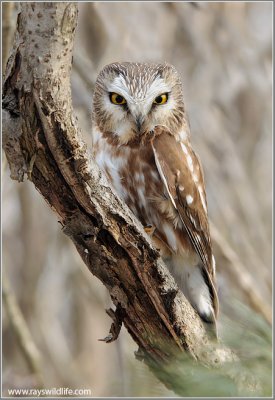 Northern Saw-whet Owl 5