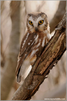 Northern Saw-whet Owl 7