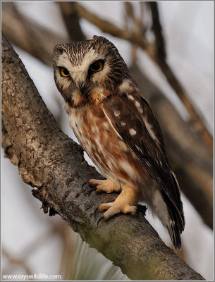Northern Saw-whet Owl 9