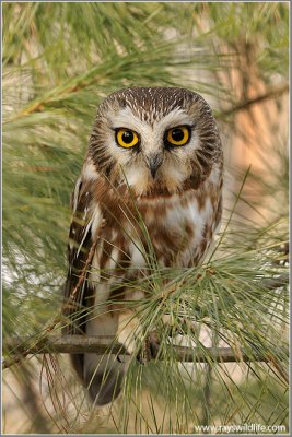 Northern Saw-whet Owl 10