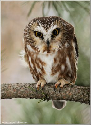 Northern Saw-whet Owl 11