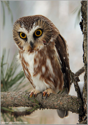 Northern Saw-whet Owl 12
