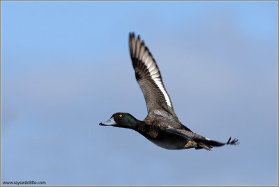 Greater Scaup 5