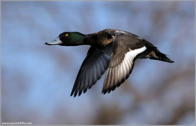 Greater Scaup 6