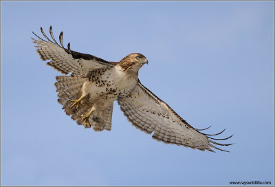 Red-tailed Hawk in Flight 153