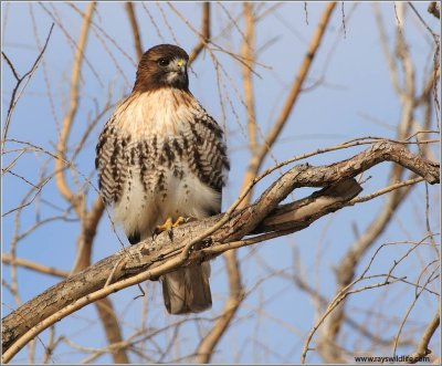 Red-tailed Hawk 154