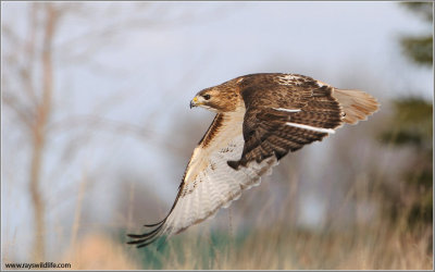  Red-tailed Hawk in Flight 157