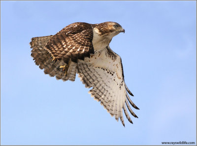  Red-tailed Hawk in Flight 160