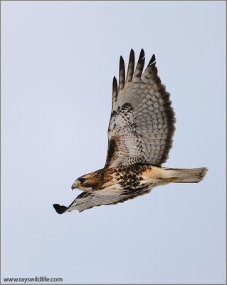 Red-tailed Hawk in Flight 167