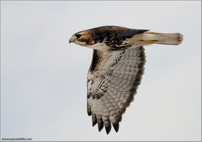  Red-tailed Hawk in Flight 168