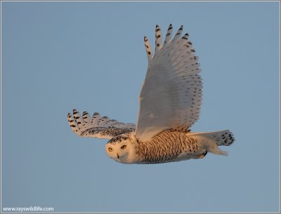 Snowy Owl in Flight (2nd edit)