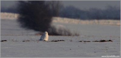 Snowy Owl 19