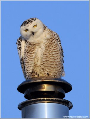 Snowy Owl 20