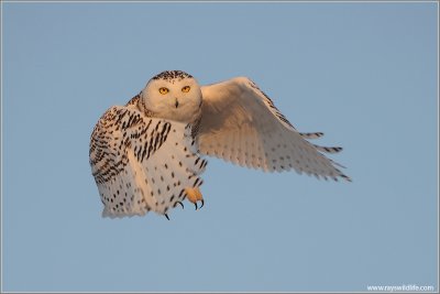 Snowy Owl in Flight 21