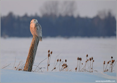 Snowy Owl 26