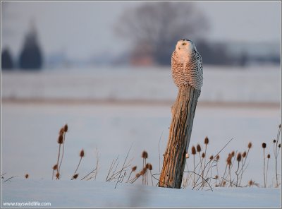 Snowy Owl 27