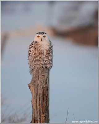 Snowy Owl 29