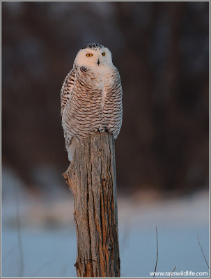 Snowy Owl 30