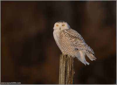 Snowy Owl Perched 31