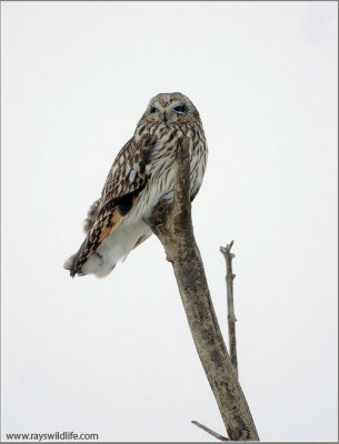 Short Eared Owl Hunting 39