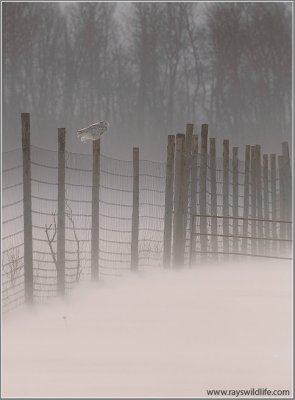 Snowy Owl on the Fence 34