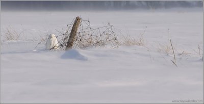 Snowy Owl Hiding from the Wind 36