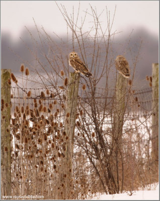2 Short-eared Owls on a Fence! 42