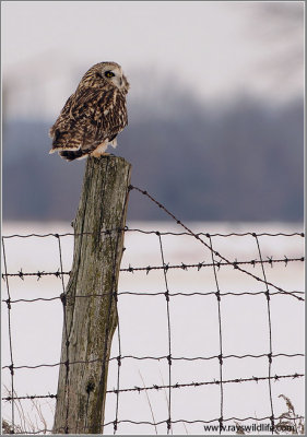 Short-eared Owl on a Fence 43