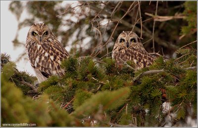 2 Short-eared Owls Hunting 44