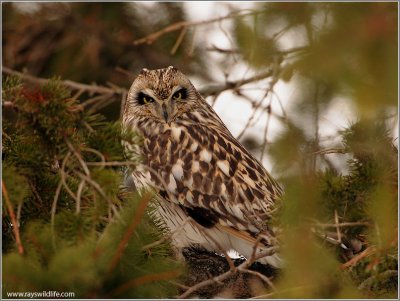 Short-eared Owl Hunting 45