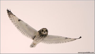 Short-eared Owl in Flight 48